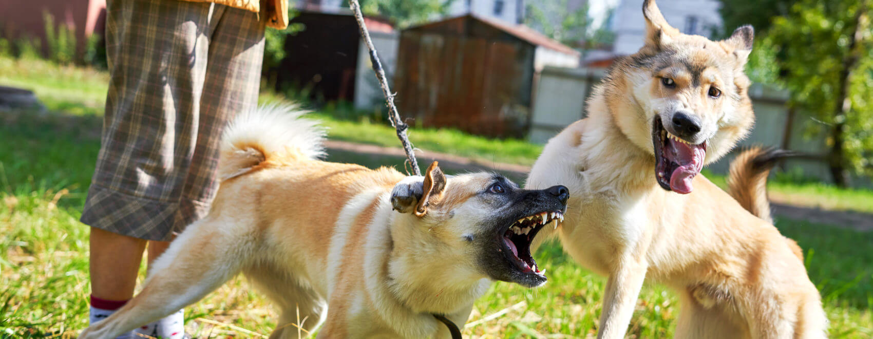 Dog fighting, open mouths with fangs, barking, scratching and crazy looking