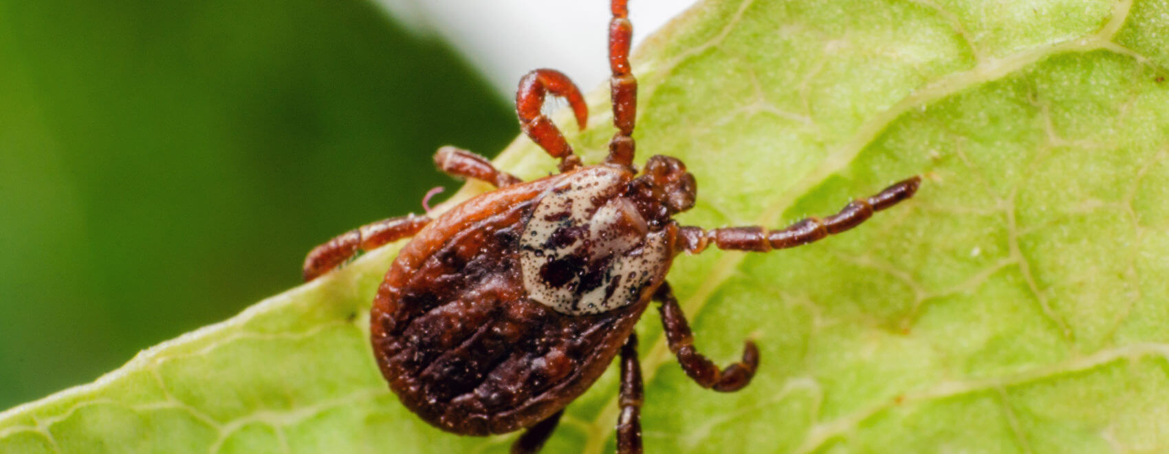 A dangerous parasite and infection carrier mite sitting on a green leaf.