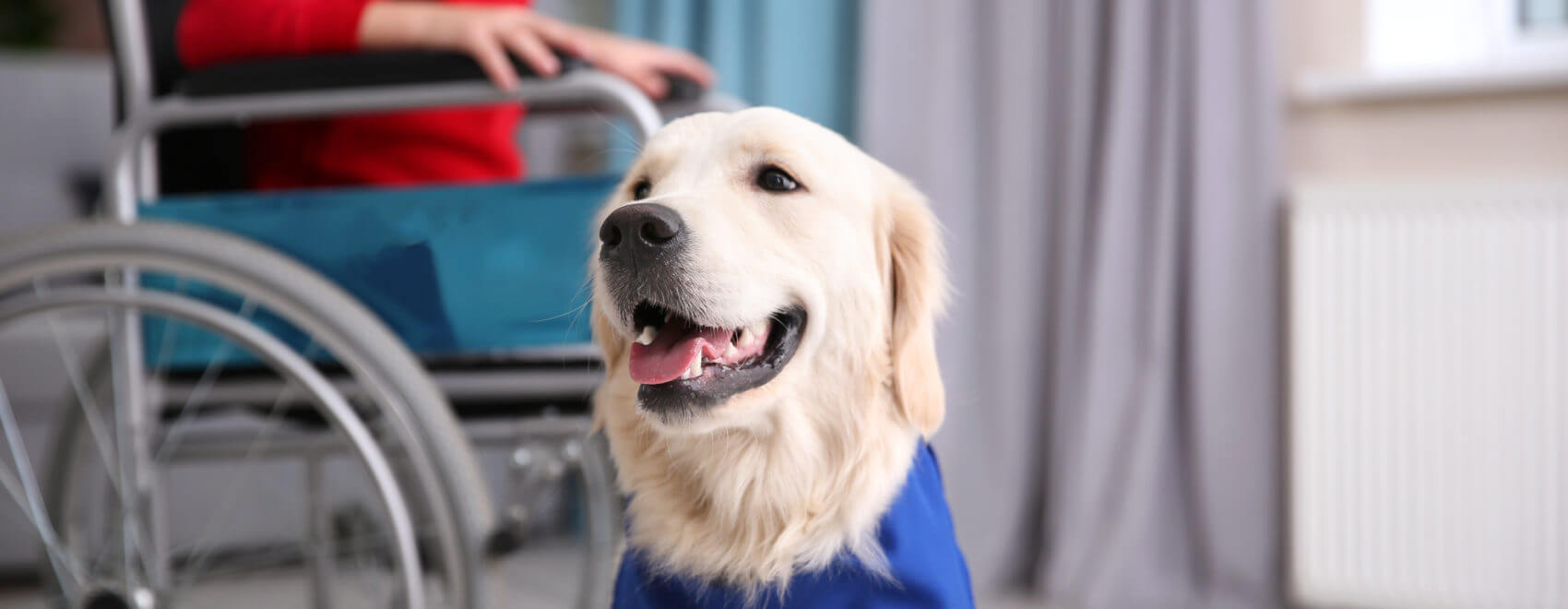 Cute service dog and blurred boy in wheelchair indoors