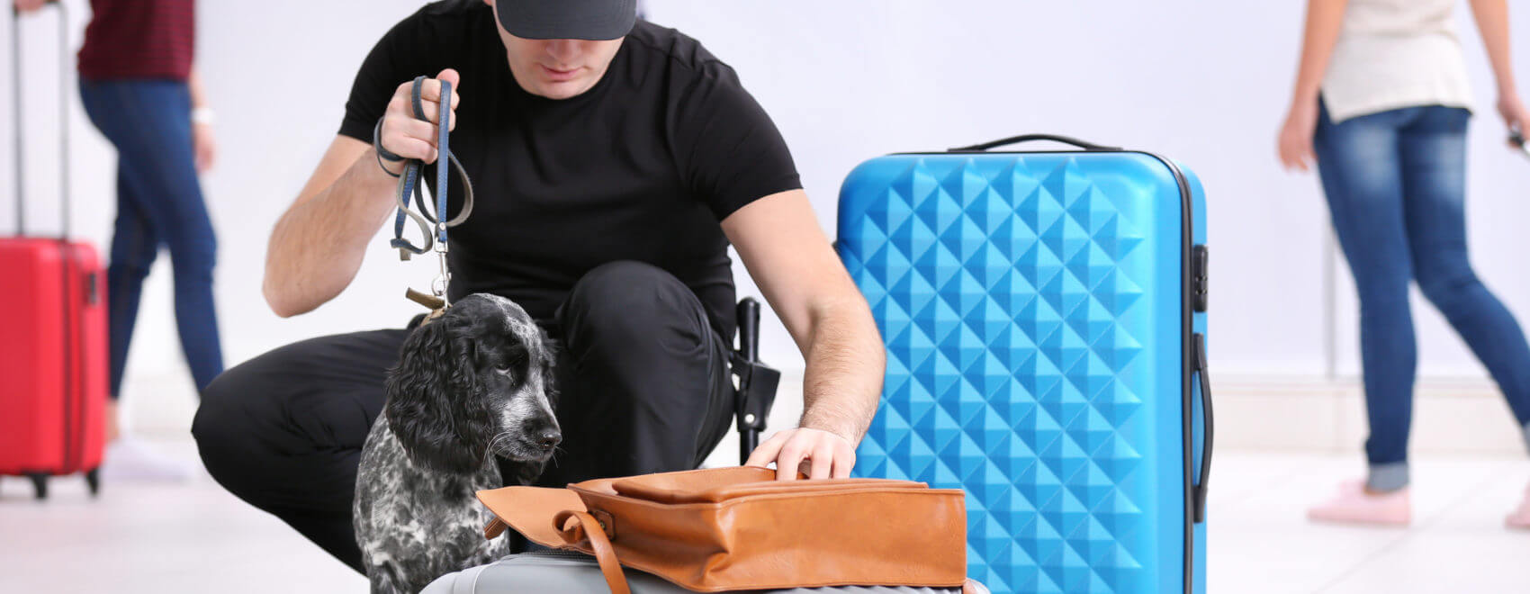 Dog looking for drugs in airport